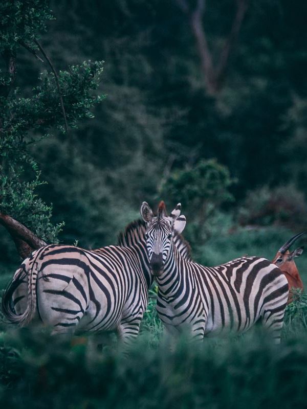 zebra_botswana