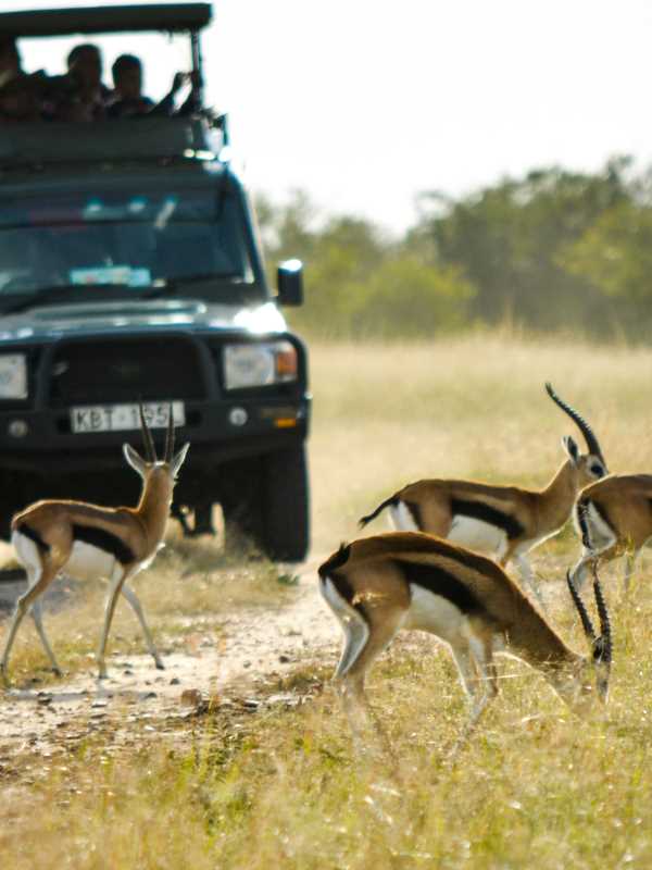 antelope