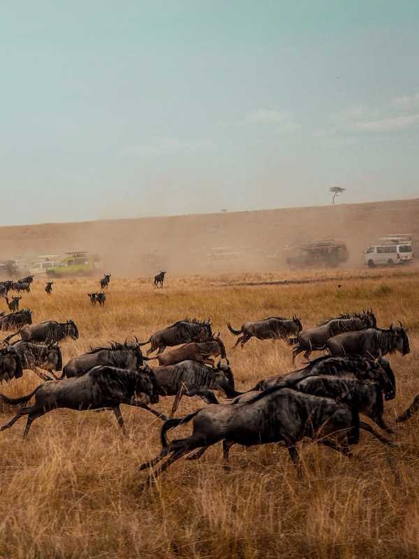 wildebeests