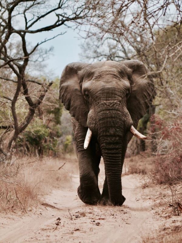 elephant_in_road